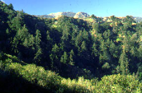 Rice Canyon picture